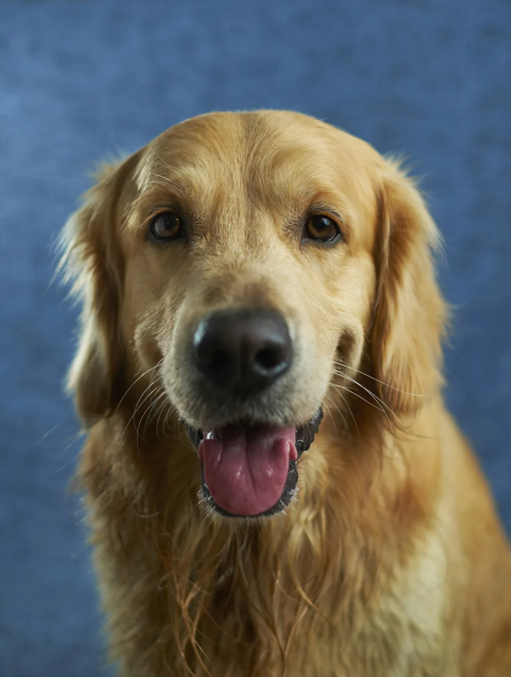 Original color photo of a golden retriever